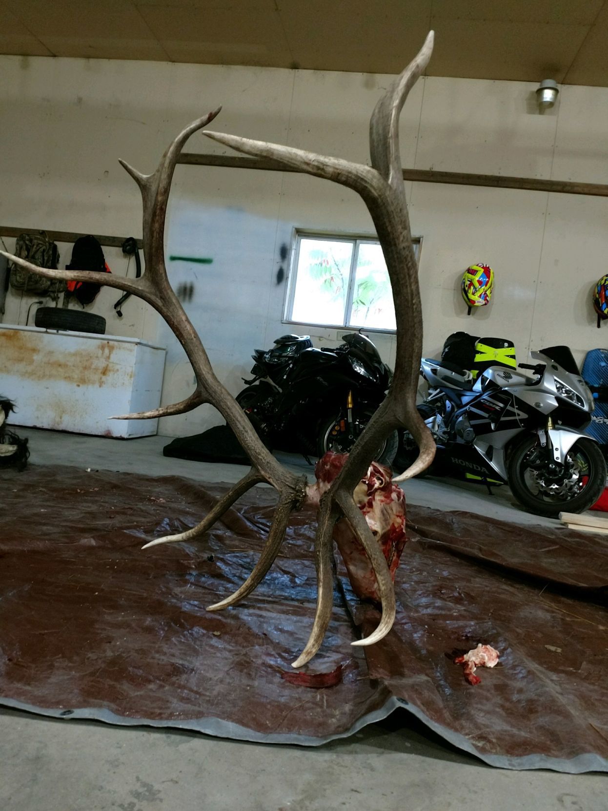 Bull elk head